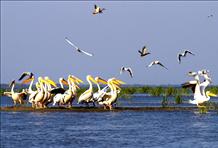 The Danube Delta